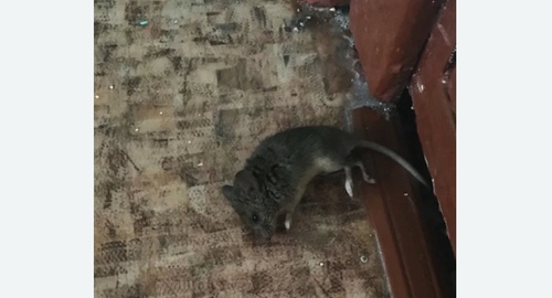 Дезинфекция от мышей в Спасске