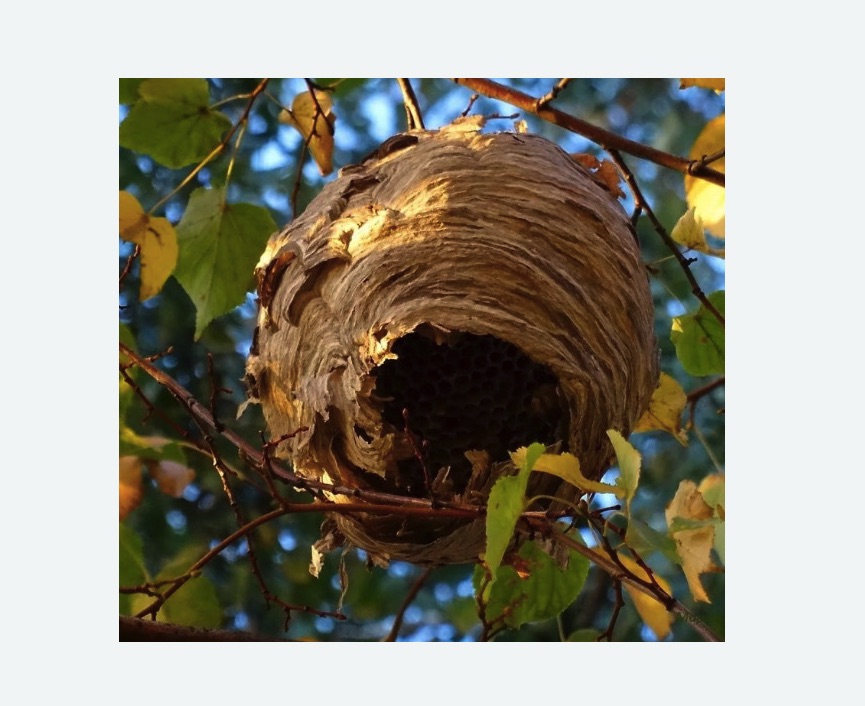 Обработка от шершней в Спасске