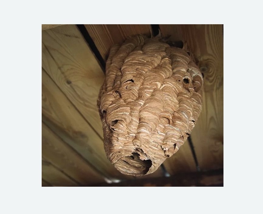 обработка от шершней в Спасске