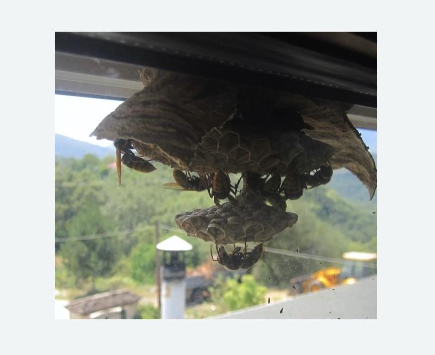 Уничтожение гнёзд шершней в Спасске