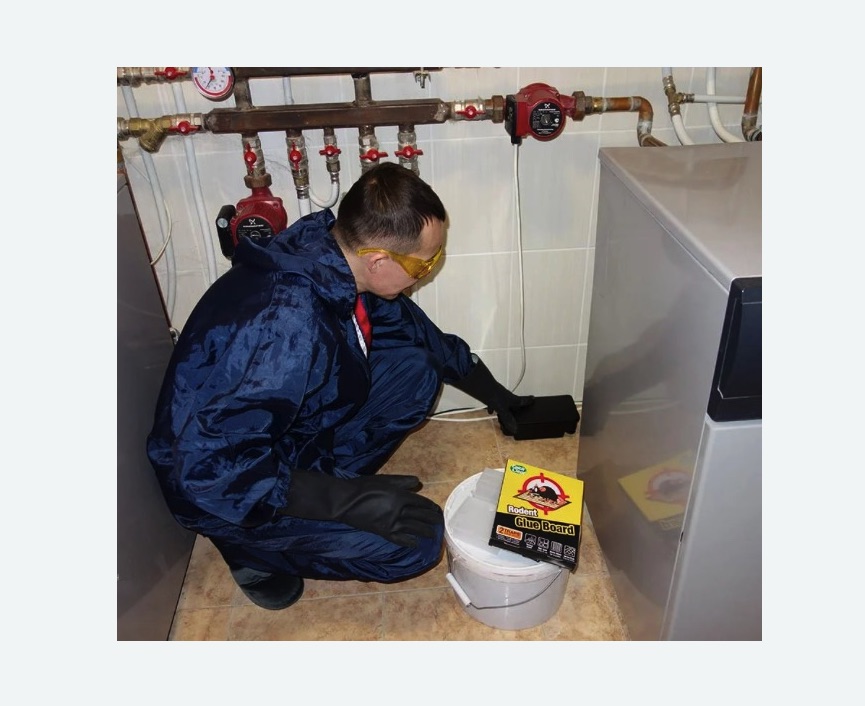 Уничтожение крыс в Спасске