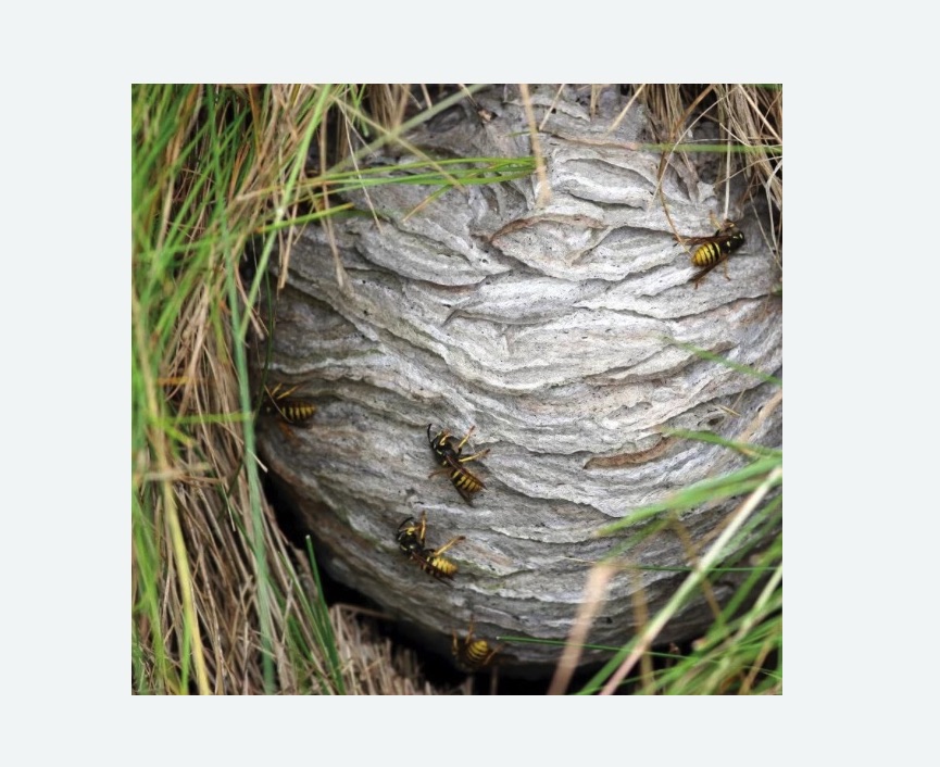 Уничтожение ос и ульев в Спасске